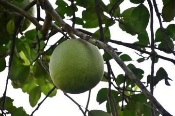 Pomelo fruit hanging on its branches in pomelo garden.