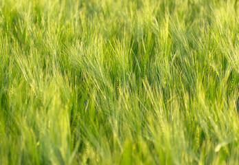 spikelets of green wheat on the field as background