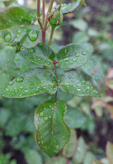 raindrops on a rose leaf