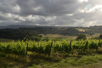 Fototapeta na wymiar A beautiful vineyard across the hills of Tuscany, central Italy