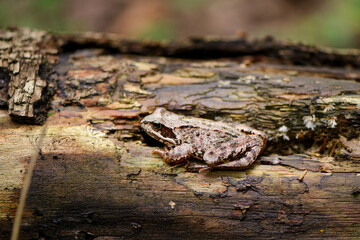 forest frog disguises itself in the bark of a tree
