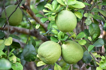 Pomelo fruit hanging on its branches in pomelo garden.