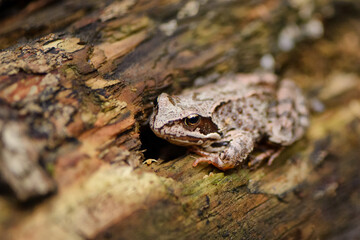 forest frog disguises itself in the bark of a tree