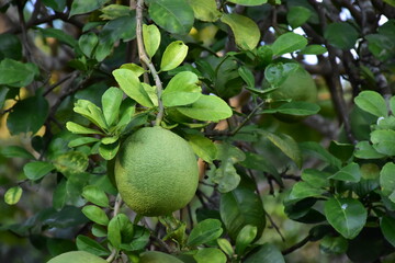 Pomelo fruit hanging on its branches in pomelo garden.