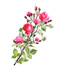 Fototapeta premium Branch of Climbing rose with red flowers
