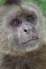Obraz premium happy monkey wild tree face animal Venezuela