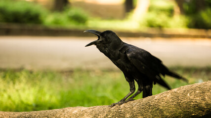 Crows with nature