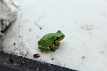 二ホンアマガエル