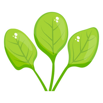 
Fresh Baby Spinach Leaves, Glyph Icon Of Healthy Food 
