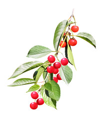 Cherry tree branch with red berries and leaves