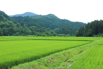 農村　風景