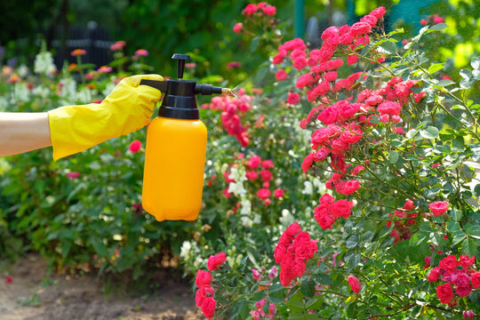 Spraying Rose Flowers In The Garden. Gardener Using Spray Bottle With Insecticide. Pest Control Concept.