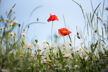 Zwei rote Mohnblume und Himmel