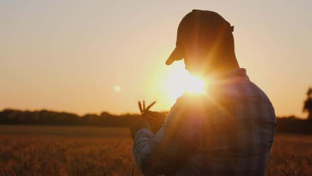 A farmer looks at a spike of wheat, a silhouette against the background of a field where the sun sets