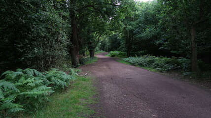 road in the woods