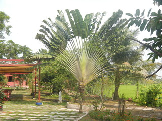 Fototapeta premium Palmen