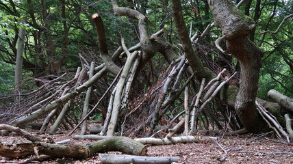 Bushcraft shelter in the forest