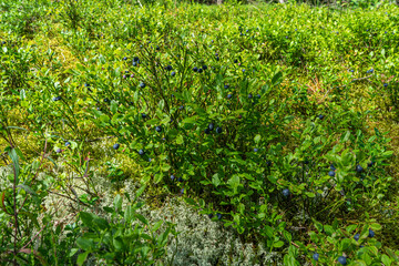 Fototapeta na wymiar a Bush with blueberries. A clearing in the forest where ripe blueberries grow.