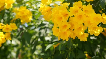 Beautiful yellow flowers in bunches on the branches of a bush. Natural floral background. Spring mood, sunny and bright contrast of colors, tropical exotic plants with green leaves from paradise.