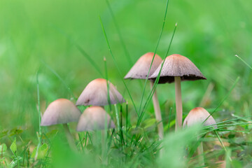 Mushrooms in grass nature background.