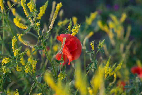 Rote Mohnblume, umgeben von anderen Blumen auf einer Sommerwiese