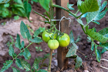 Small green tomatoes on garden