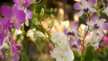 Naklejka na ściany i meble Beautiful lilac purple and magenta orchids growing on blurred background of green park. Close up macro tropical petals in spring garden among sunny rays. Exotic delicate floral blossom with copy space