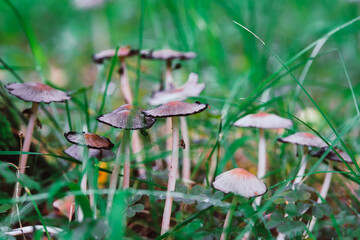 Mushrooms in grass nature background.