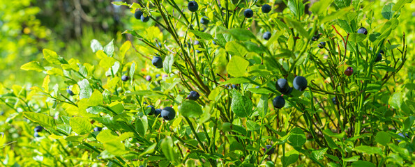 Fototapeta na wymiar Blueberry bushes in the forest with ripe berries.