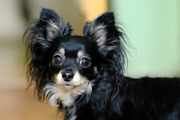 Chihuahua breed of dog. The dog looks wide-eyed.