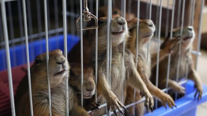 Unhappy cute prairie dog cub suffering, cage on market. Pets for sale. Depressed groundhog asking...