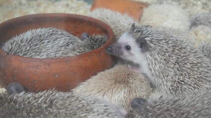 Hungry hedgehogs in overcrowded cage. From above many hungry hedgehogs crowding near empty bowl while being trapped in cage on Chatuchak Market in Bangkok, Thailand