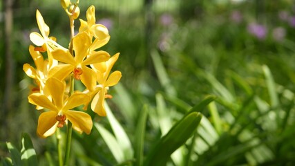 Blurred macro close up, colorful tropical orchid flower in spring garden, tender petals among sunny lush foliage. Abstract natural exotic background with copy space. Floral blossom and leaves pattern