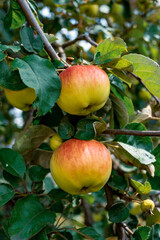 Wild apples on the tree.