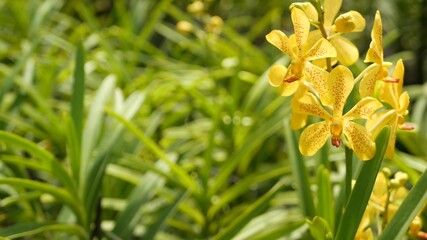 Blurred macro close up, colorful tropical orchid flower in spring garden, tender petals among sunny lush foliage. Abstract natural exotic background with copy space. Floral blossom and leaves pattern