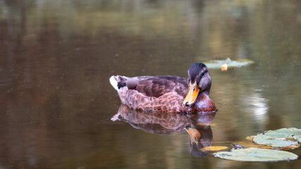 Male mallard duck (Anas platyrhynchos) disguised in female plumage