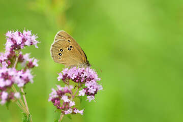 Satyrinae butterflies fly in a meadow full of colorful flowers