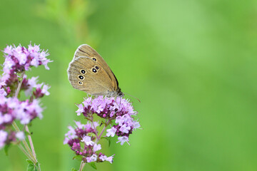 Satyrinae butterfly and bee sitting together on origanum flower