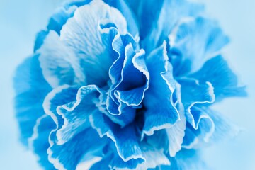 Light blue carnation flower background, close up