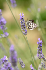 Melanargia galathea butterfly on lavender