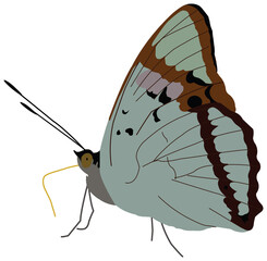 Indian purple emperor, Mimathyma ambica