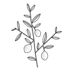 Tiny lemon tree branch with lemons, black outline vector illustration