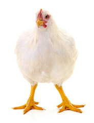 white hen isolated.
