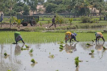 Workers undertaking the backbreaking task of sowing young rice plants in a paddy field in Tamil...