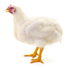 white hen isolated.