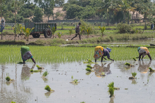 Workers undertaking the backbreaking task of sowing young rice plants in a paddy field in Tamil Nadu state. Rice is the staple diet in southern India