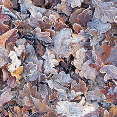 Frosted leaves littering the ground during winter in UK
