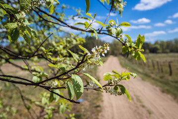 Springtime flowers on a tree in Mazowsze region of Poland