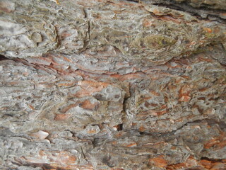 Baumrinde