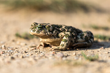 Beautiful european green toad Bufo viridis